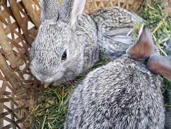 模拟经营游戏《古典社会模拟:崛起》steam页面上线 支持中文