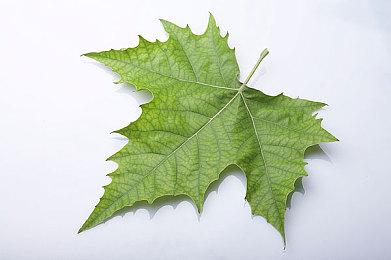 《艾尔登法环》PC版将支持4K&60帧光追 画面出色